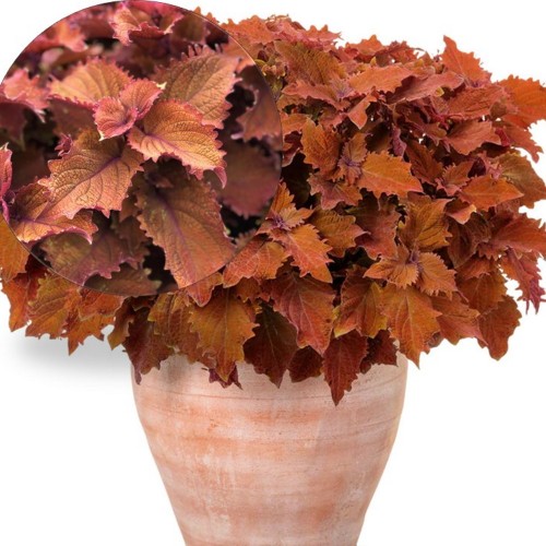 Coleus 'Wicket Hot' - Kirinõges 'Wicket Hot'